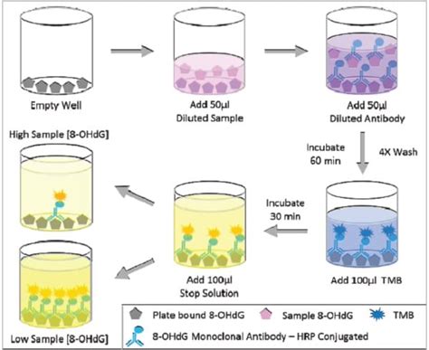 8-hydroxy-2'-deoxyguanosine (8-ohdg) elisa kit|8.